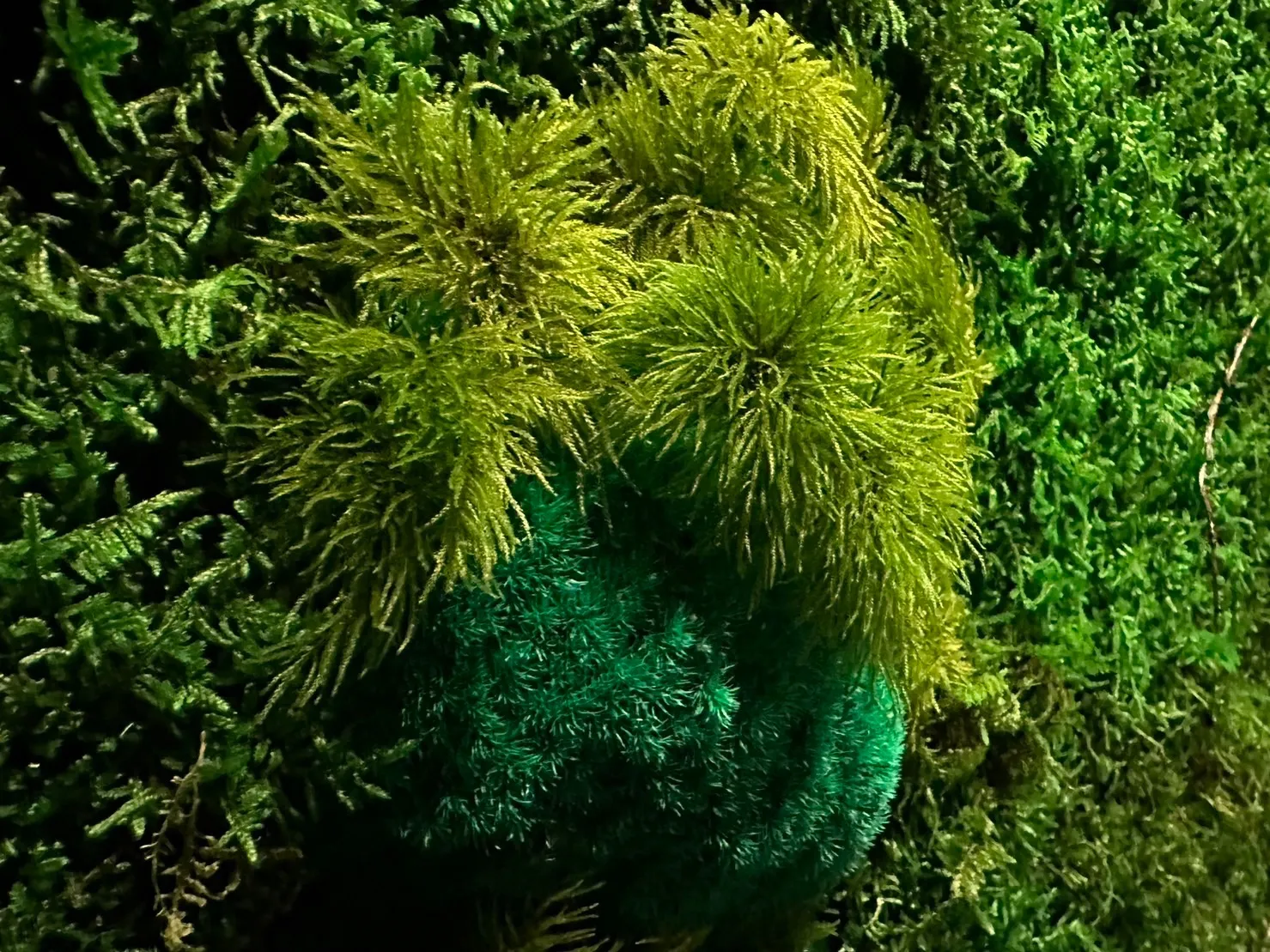 苔アートウォールの一部分から