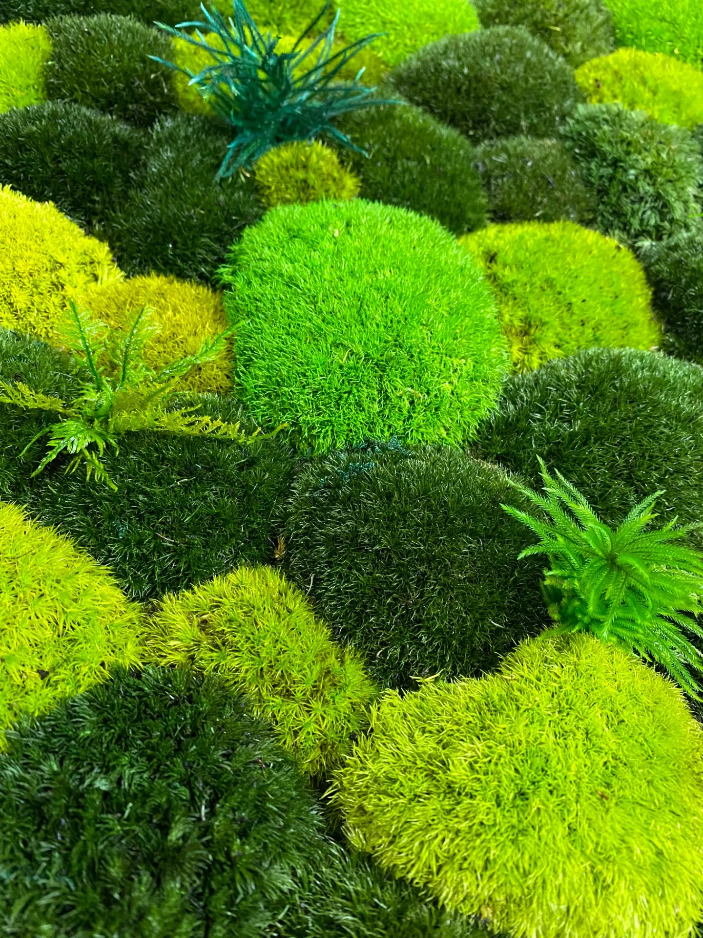 特殊保存加工を施した苔アートフレーム