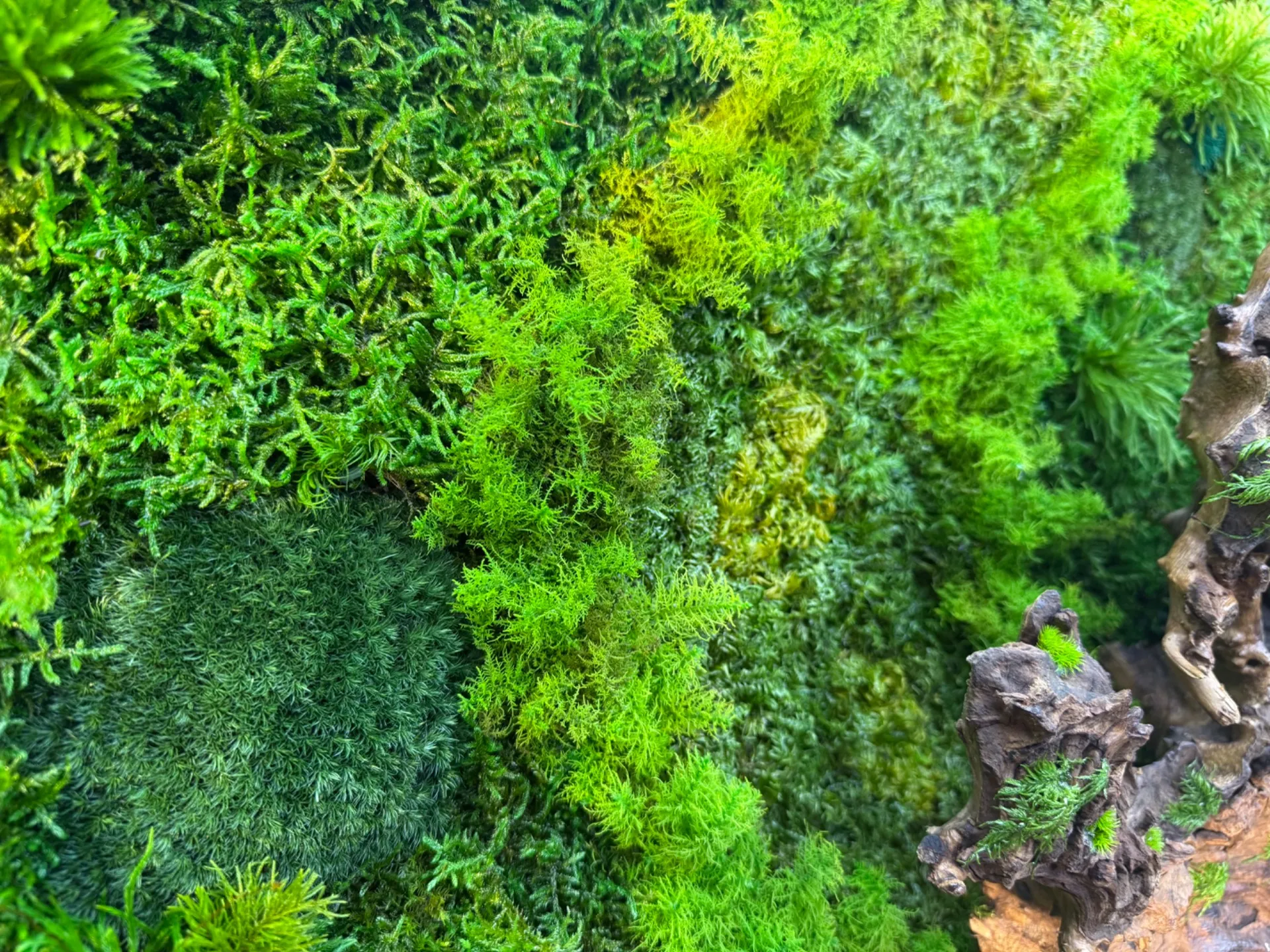 新作:苔アートフレーム②