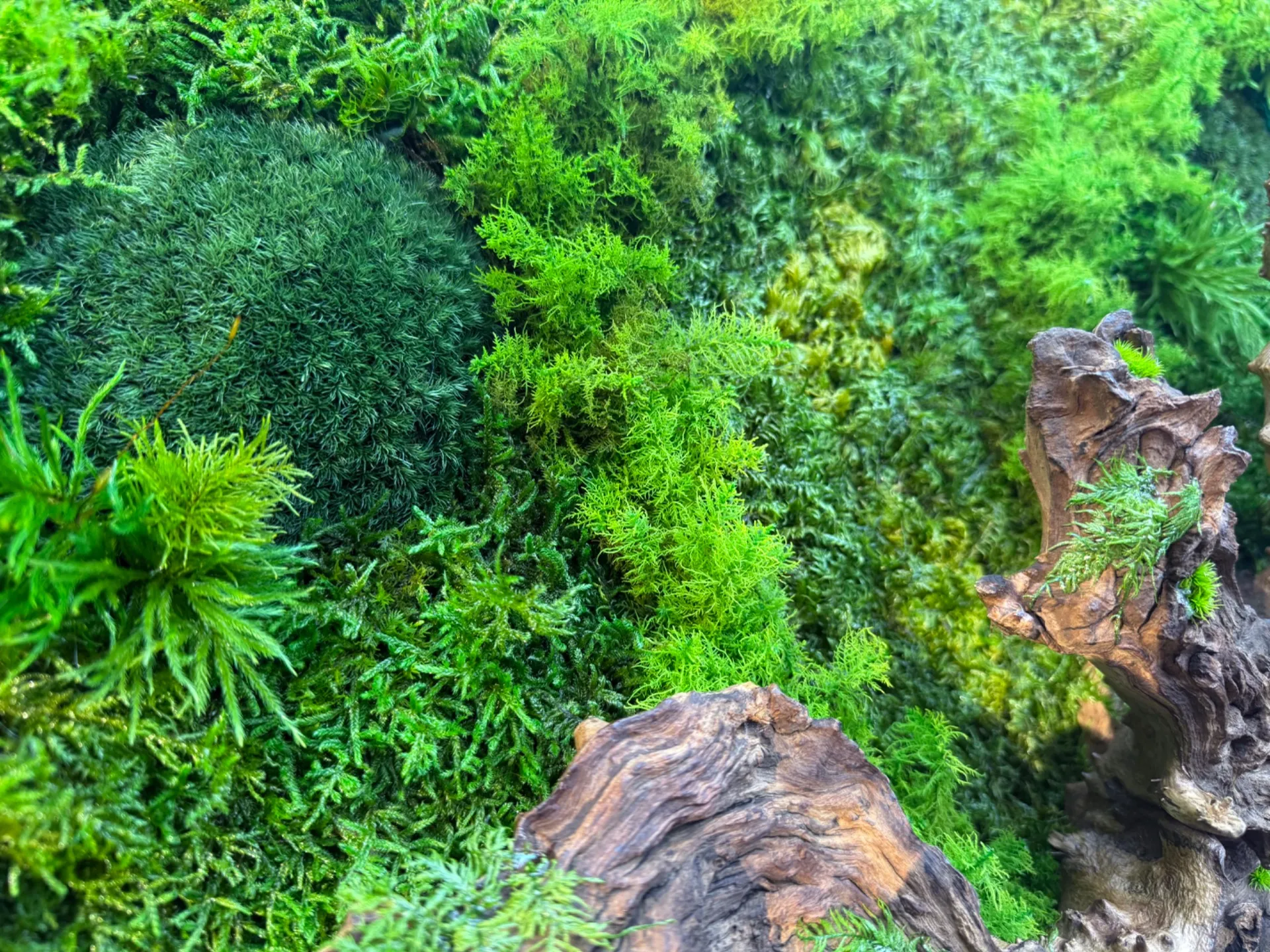 新作:苔アートフレーム①